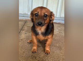 ♥PINKY♥ ab 4. Sep auf Pflegestelle bei Köln-süßes, superliebes Hundemädchen ca 35 cm (kleinbleibend)