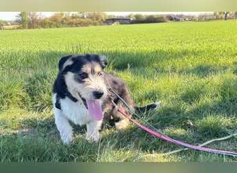 Süße propere Amy sucht ihre Familie idealerweise mit Hundekumpel