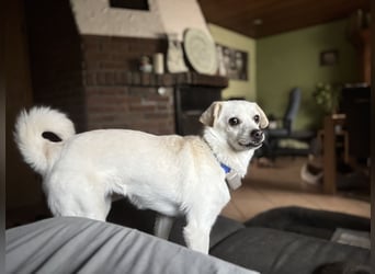 Lustige Verspielte Traumhündin wartet auf ihre Menschen