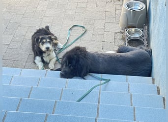 Süße propere Amy sucht ihre Familie idealerweise mit Hundekumpel