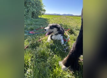 Süße propere Amy sucht ihre Familie idealerweise mit Hundekumpel