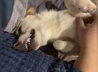 Schmusebacke Romio sucht seine Familie