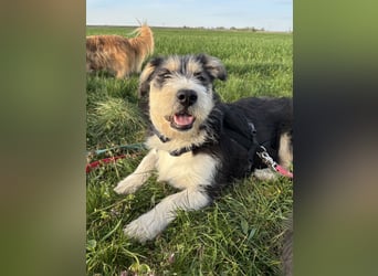 Süße propere Amy sucht ihre Familie idealerweise mit Hundekumpel