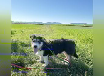 Süße propere Amy sucht ihre Familie idealerweise mit Hundekumpel