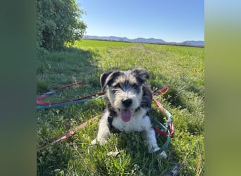 Süße propere Amy sucht ihre Familie idealerweise mit Hundekumpel