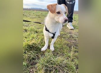 Schmusebacke Romio sucht seine Familie