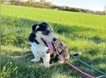 Süße propere Amy sucht ihre Familie idealerweise mit Hundekumpel