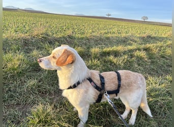 Schmusebacke Romio sucht seine Familie