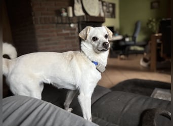 Lustige Verspielte Traumhündin wartet auf ihre Menschen