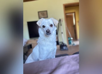 Lustige Verspielte Traumhündin wartet auf ihre Menschen