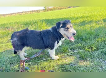 Süße propere Amy sucht ihre Familie idealerweise mit Hundekumpel