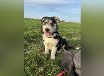 Süße propere Amy sucht ihre Familie idealerweise mit Hundekumpel