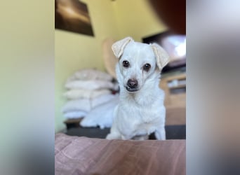 Lustige Verspielte Traumhündin wartet auf ihre Menschen