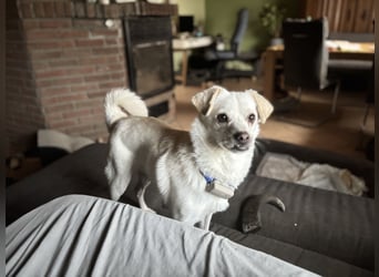 Lustige Verspielte Traumhündin wartet auf ihre Menschen