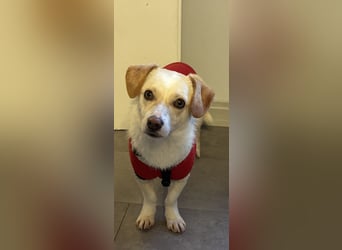 Schmusebacke Romio sucht seine Familie