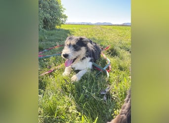 Süße propere Amy sucht ihre Familie idealerweise mit Hundekumpel