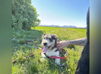 Süße propere Amy sucht ihre Familie idealerweise mit Hundekumpel