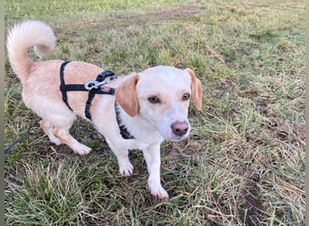 Schmusebacke Romio sucht seine Familie