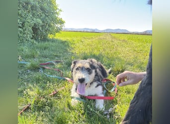 Süße propere Amy sucht ihre Familie idealerweise mit Hundekumpel