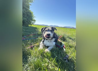 Süße propere Amy sucht ihre Familie idealerweise mit Hundekumpel