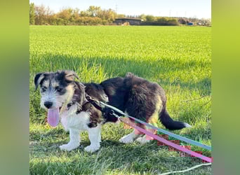 Süße propere Amy sucht ihre Familie idealerweise mit Hundekumpel