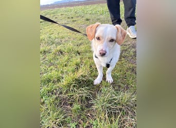 Schmusebacke Romio sucht seine Familie