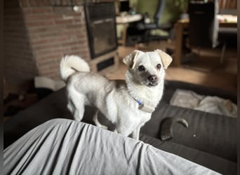 Lustige Verspielte Traumhündin wartet auf ihre Menschen