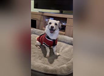 Schmusebacke Romio sucht seine Familie