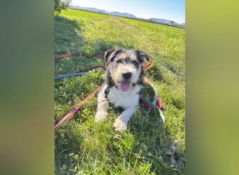 Süße propere Amy sucht ihre Familie idealerweise mit Hundekumpel