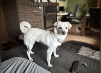 Lustige Verspielte Traumhündin wartet auf ihre Menschen