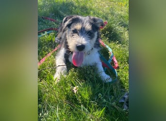 Süße propere Amy sucht ihre Familie idealerweise mit Hundekumpel