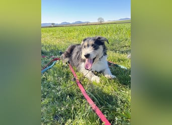 Süße propere Amy sucht ihre Familie idealerweise mit Hundekumpel