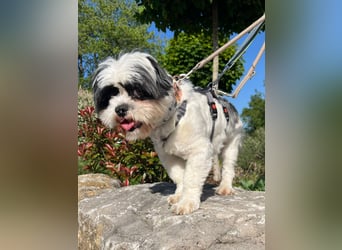 Herzensbrecher Alvin sucht seine Menschen