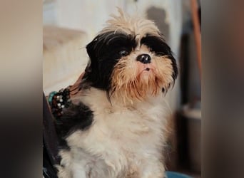 ALVIN - aufgeschlossener kleiner Kerl sucht seine Herzensmenschen