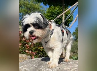 Alvin - kleiner lieber Rüde sucht liebevolles Zuhause