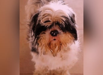 ALVIN - aufgeschlossener kleiner Kerl sucht seine Herzensmenschen