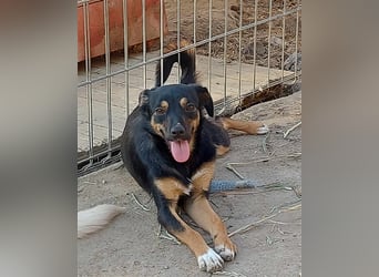 Ariana - fröhliche, kleine Hündin sucht liebevolles Zuhause, *09/2022