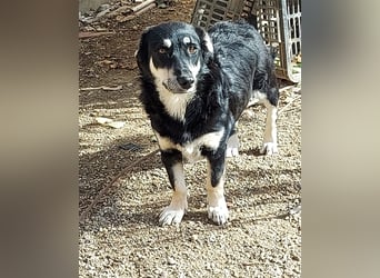 Daiana - kleine, nette Zaubermaus sucht Zuhause, *03/2021