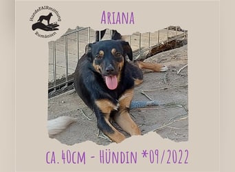 Ariana - ganz liebe Hündin, ca. 40cm, *09/2022 sucht liebevolles Zuhause