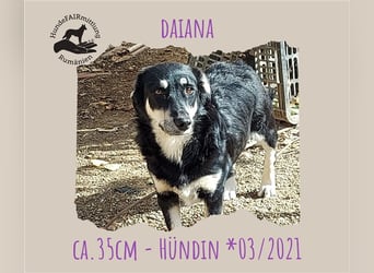 Daiana - kleine, nette Zaubermaus sucht Zuhause, *03/2021