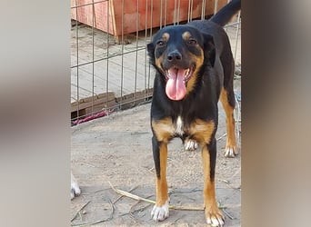 Ariana - fröhliche, kleine Hündin sucht liebevolles Zuhause, *09/2022