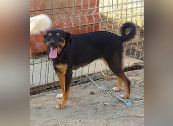 Ariana - fröhliche, kleine Hündin sucht liebevolles Zuhause, *09/2022