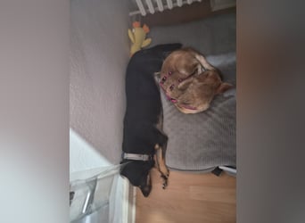 Kuschelige und lernbereite Tasia ❤️ sucht ein passendes Zuhause
