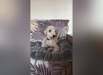 Kozma ❤️ sucht sein Für-Immer-Zuhause