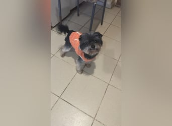 Kleiner Tierschutzhund Dan ❤️ mit großem Charakter sucht sein Zuhause