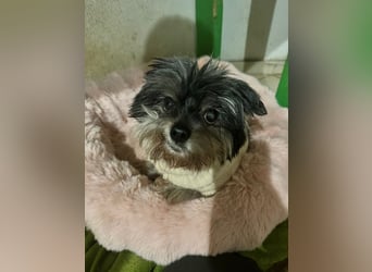 Kleiner Tierschutzhund Dan ❤️ mit großem Charakter sucht sein Zuhause