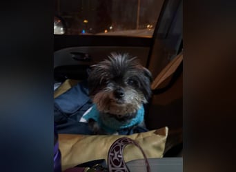 Kleiner Tierschutzhund Dan ❤️ mit großem Charakter sucht sein Zuhause