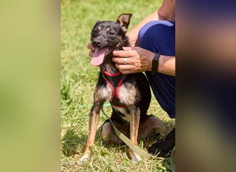 Kleiner Dobby ❤️ sucht geduldige Menschen mit Herz und Verständnis