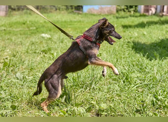 Kleiner Dobby ❤️ sucht geduldige Menschen mit Herz und Verständnis
