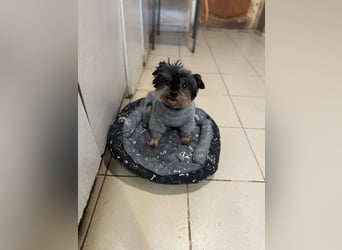 Kleiner Tierschutzhund Dan ❤️ mit großem Charakter sucht sein Zuhause